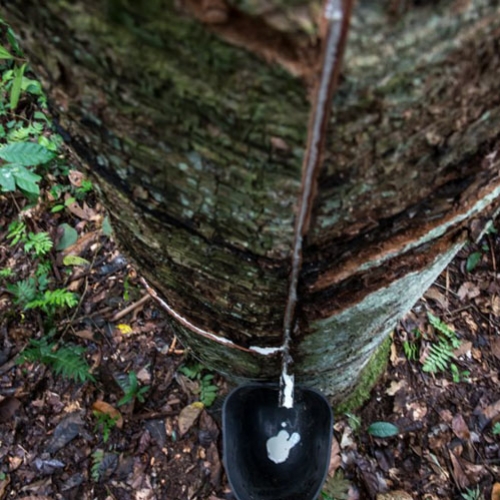 Preço mínimo da borracha garante produção em Resex da região amazônica