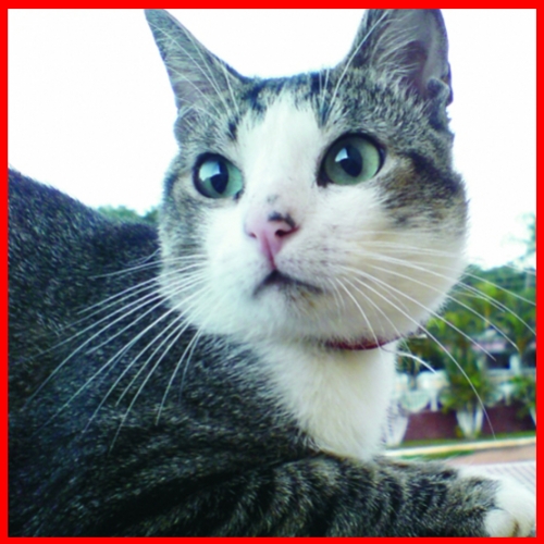 Sulphur - Caso Clínico Veterinário